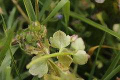Peronospora arvensis