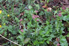 Valeriana dioica