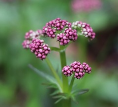 Valeriana dioica