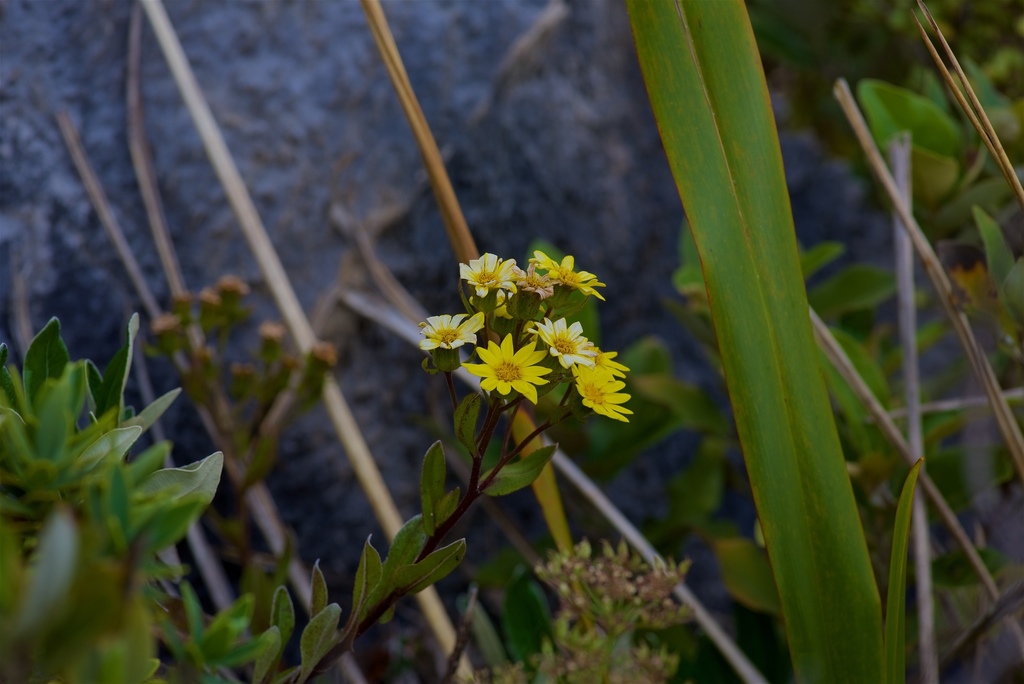 Senecio glaucophyllus