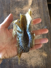 Callorhinchus capensis