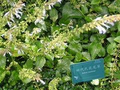 Salvia tashiroi