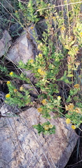 Helichrysum setosum