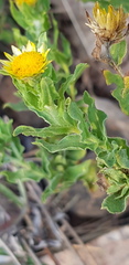 Helichrysum setosum
