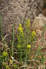 Uromyces scutellatus