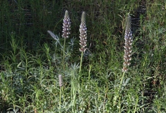 Lupinus lepidus confertus