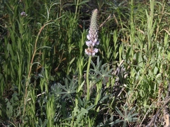Lupinus lepidus confertus