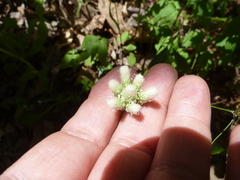 Antennaria dioica
