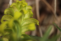 Uromyces scutellatus