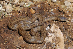 Macroprotodon mauritanicus