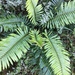 Fynbos Fern - Photo (c) slivesey, some rights reserved (CC BY-NC)