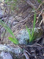 Chasmanthe aethiopica