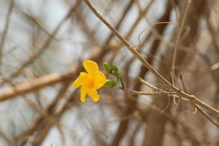 Tabernaemontana donnell-smithii