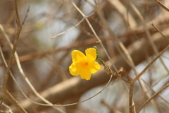 Tabernaemontana donnell-smithii