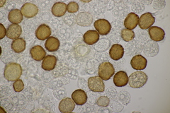 Uromyces scutellatus