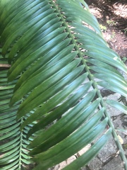 Plectranthus ciliatus