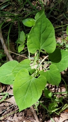 Cynanchum unifarium