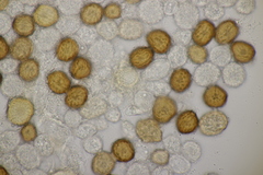 Uromyces scutellatus