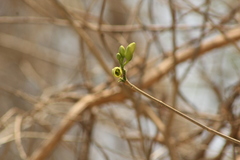 Tabernaemontana donnell-smithii