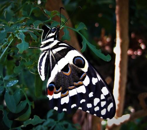 Citrus Swallowtail