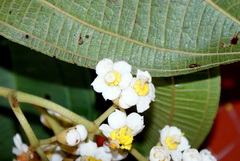 Miconia bella
