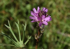 Sidalcea pedata