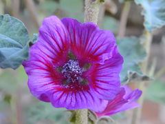 Malva olbia