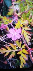 Geranium robertianum