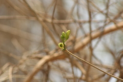Tabernaemontana donnell-smithii