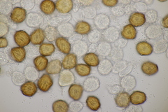 Uromyces scutellatus