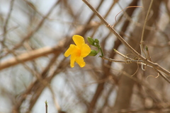 Tabernaemontana donnell-smithii