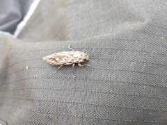 Chalcophora virginiensis