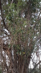 Buddleja saligna