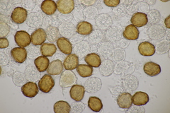 Uromyces scutellatus