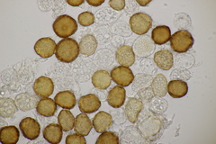 Uromyces scutellatus