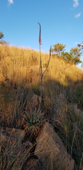 Aloe pretoriensis