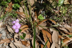 Callisia ornata