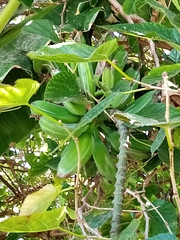 Musa × paradisiaca