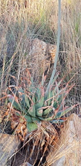 Aloe pretoriensis