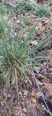Festuca pallens