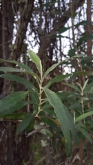Buddleja saligna