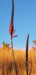 Aloe pretoriensis