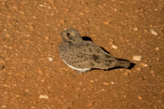 Chordeiles nacunda