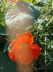 Tropaeolum majus