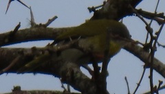 Apalis flavida neglecta