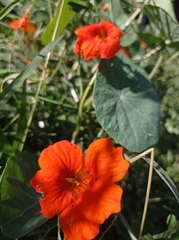 Tropaeolum majus