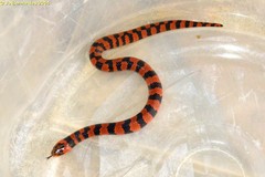 Atractus trihedrurus