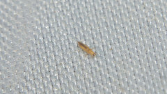 Frankliniella