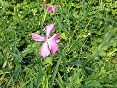 Dianthus palinensis