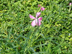 Dianthus palinensis